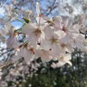 ヒメ日記 2026/04/05 20:44 投稿 まの 奥様特急　立川店