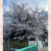 ヒメ日記 2025/04/08 08:58 投稿 じゅん 熟女デリヘル倶楽部