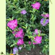 ヒメ日記 2025/07/01 08:57 投稿 じゅん 熟女デリヘル倶楽部