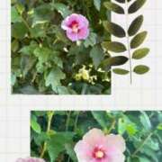 ヒメ日記 2025/08/08 08:55 投稿 じゅん 熟女デリヘル倶楽部