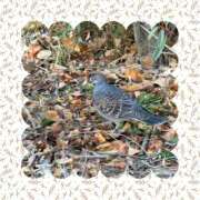 じゅん キジバト 熟女デリヘル倶楽部