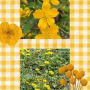 じゅん たんぽぽと山吹 熟女デリヘル倶楽部