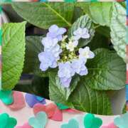 じゅん 紫陽花 熟女デリヘル倶楽部