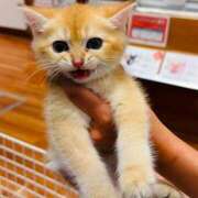 ヒメ日記 2024/12/22 16:45 投稿 まりか 素人妻達☆マイふぇらレディー