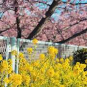 ヒメ日記 2025/03/01 07:30 投稿 まりか 素人妻達☆マイふぇらレディー