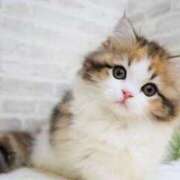 ヒメ日記 2025/03/21 14:30 投稿 まりか 素人妻達☆マイふぇらレディー