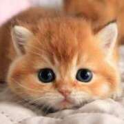 ヒメ日記 2025/03/25 12:54 投稿 まりか 素人妻達☆マイふぇらレディー