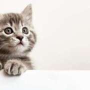 ヒメ日記 2025/07/25 16:00 投稿 まりか 素人妻達☆マイふぇらレディー