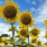 ヒメ日記 2025/08/02 12:06 投稿 まりか 素人妻達☆マイふぇらレディー