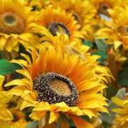 ヒメ日記 2025/08/27 13:40 投稿 まりか 素人妻達☆マイふぇらレディー