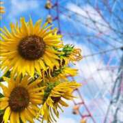 ヒメ日記 2025/08/31 20:30 投稿 まりか 素人妻達☆マイふぇらレディー