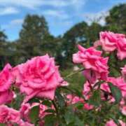 ヒメ日記 2025/10/13 09:31 投稿 まりか 素人妻達☆マイふぇらレディー