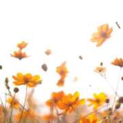 ヒメ日記 2025/10/13 09:45 投稿 まりか 素人妻達☆マイふぇらレディー