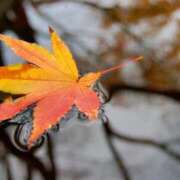 ヒメ日記 2025/11/18 10:01 投稿 まりか 素人妻達☆マイふぇらレディー