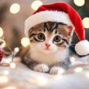 ヒメ日記 2025/12/17 09:48 投稿 まりか 素人妻達☆マイふぇらレディー