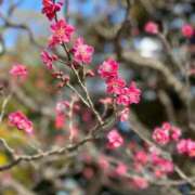 ヒメ日記 2026/01/26 10:30 投稿 まりか 素人妻達☆マイふぇらレディー