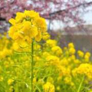 ヒメ日記 2026/03/14 11:18 投稿 まりか 素人妻達☆マイふぇらレディー