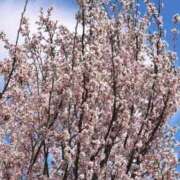 ヒメ日記 2026/03/17 14:08 投稿 まりか 素人妻達☆マイふぇらレディー