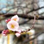 ヒメ日記 2026/03/21 09:18 投稿 まりか 素人妻達☆マイふぇらレディー