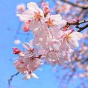 ヒメ日記 2026/04/01 06:48 投稿 まりか 素人妻達☆マイふぇらレディー