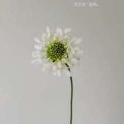 ヒメ日記 2026/04/01 12:09 投稿 まりか 素人妻達☆マイふぇらレディー