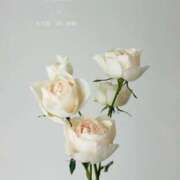 ヒメ日記 2026/04/02 10:50 投稿 まりか 素人妻達☆マイふぇらレディー