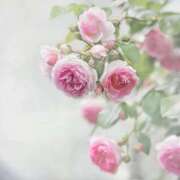 ヒメ日記 2026/04/22 12:18 投稿 まりか 素人妻達☆マイふぇらレディー