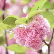 ヒメ日記 2026/05/01 07:18 投稿 まりか 素人妻達☆マイふぇらレディー