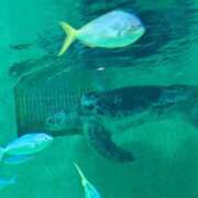 ヒメ日記 2025/11/28 14:52 投稿 桜田もも 全裸美女からのカゲキな誘惑