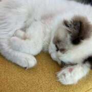 ヒメ日記 2025/04/06 09:25 投稿 ねおん 熟女家 東大阪店（布施・長田）