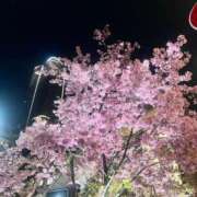 ヒメ日記 2025/03/28 18:28 投稿 音色ことね ウルトラロイヤル