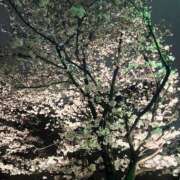 ヒメ日記 2025/04/05 21:19 投稿 音色ことね ウルトラロイヤル