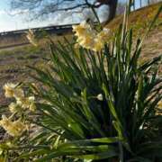 ヒメ日記 2025/03/20 22:03 投稿 こなつ 千姫(道後)