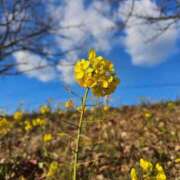 ヒメ日記 2025/03/22 12:23 投稿 こなつ 千姫(道後)