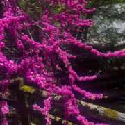 ヒメ日記 2025/04/24 18:31 投稿 こなつ 千姫(道後)