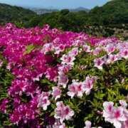 ヒメ日記 2025/05/03 13:23 投稿 こなつ 千姫(道後)