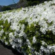 ヒメ日記 2025/05/12 17:47 投稿 こなつ 千姫(道後)