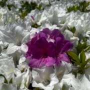 ヒメ日記 2025/05/23 17:58 投稿 こなつ 千姫(道後)