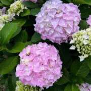 ヒメ日記 2025/06/12 17:46 投稿 こなつ 千姫(道後)