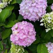 ヒメ日記 2025/06/16 17:38 投稿 こなつ 千姫(道後)