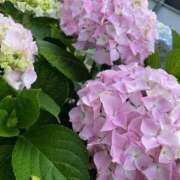 ヒメ日記 2025/06/24 17:32 投稿 こなつ 千姫(道後)