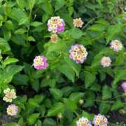 ヒメ日記 2025/07/02 17:48 投稿 こなつ 千姫(道後)