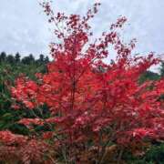 ヒメ日記 2025/11/14 18:10 投稿 こなつ 千姫(道後)