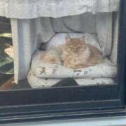 ヒメ日記 2025/01/06 20:22 投稿 村上　りこ スッキリ商事