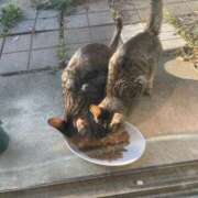 ヒメ日記 2025/03/07 10:40 投稿 村上　りこ スッキリ商事