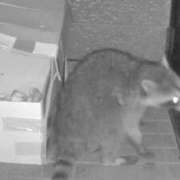 ヒメ日記 2025/03/31 19:15 投稿 村上　りこ スッキリ商事