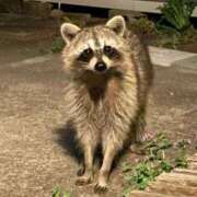 ヒメ日記 2025/04/07 20:29 投稿 村上　りこ スッキリ商事