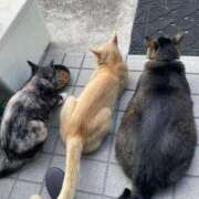 ヒメ日記 2025/04/20 10:52 投稿 村上　りこ スッキリ商事