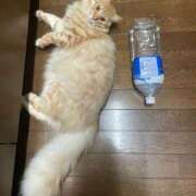 ヒメ日記 2025/05/13 10:33 投稿 村上　りこ スッキリ商事