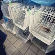 ヒメ日記 2025/07/02 12:17 投稿 村上　りこ スッキリ商事